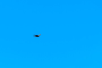 Solitary bird gliding across deep blue sky in mid-day spring silence. Low angle shot of a lone bird soaring mid-flight, open sky evokes freedom and focus, minimal composition concept.