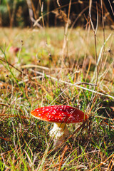 fly agaric in the afternoon sun