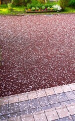 春の雨上がりの桜の花びら散る集合住宅の花壇のある遊歩道風景