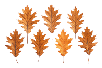 Arrangement of seven orange oak leaves with visible veins and stems on a black background autumn theme