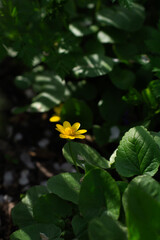 yellow flower in the garden