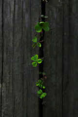 Naklejka premium green plant on a wooden background