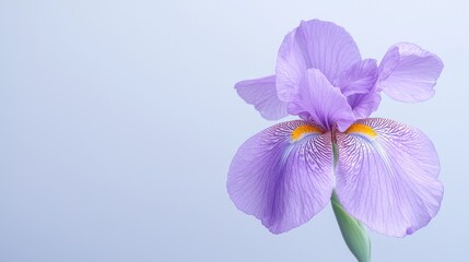 Obraz premium Delicate lavender iris blossom against a soft pastel backdrop