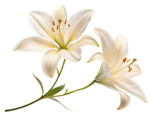 Beautiful lily flowers bloom gracefully, showcasing their delicate petals and vibrant colors, perfect for any floral arrangement