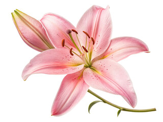 Obraz premium beautiful pink lily flower showcases delicate petals and vibrant details, symbolizing elegance and grace in nature design
