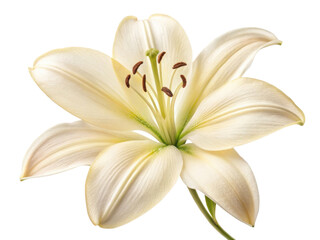 Obraz premium beautiful lily flower with delicate petals showcases its elegance and charm, perfect for adding touch of nature beauty to any setting