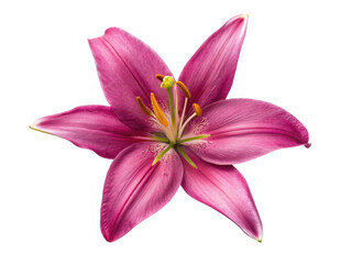 vibrant lily flower showcases its stunning pink petals and delicate details, symbolizing beauty and elegance in nature