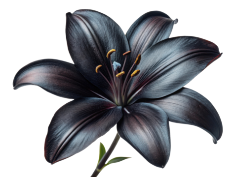 stunning black lily flower showcases its elegant petals and vibrant stamen, creating captivating visual that evokes beauty and mystery