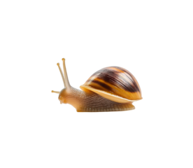A cute little snail crawling on its shell, against on Png Format and Transparent Background