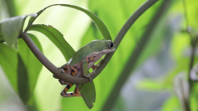Phyllomedusa hypochondrialis climbing on branch, Northern orange-legged leaf frog or tiger-legged monkey frog closeup, Male tiger-legged monkey frog