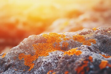 Fototapeta premium Orange lichen vividly contrasts against a grey rock surface, bathed in warm sunlight.