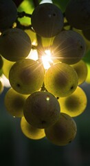 Sunlit Grapes: A Golden Hour Cluster, Backlit Elegance