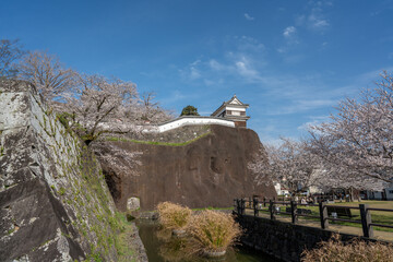 Fototapeta premium 日本の城郭と桜