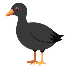 unique Coot bird isolated on white background