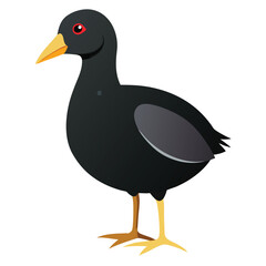 unique Coot bird isolated on white background