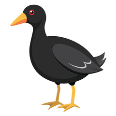 unique Coot bird isolated on white background