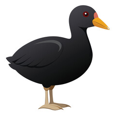 unique Coot bird isolated on white background