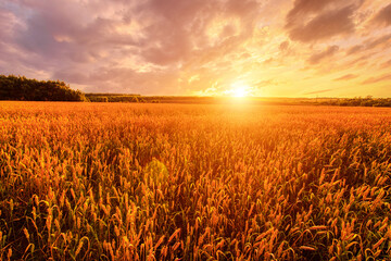 Golden wheat field under sunset sky creates a serene agricultural landscape scene and symbolizes harvest season and rural beauty for background, wallpaper.