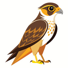 unique Falcon bird isolated on white background