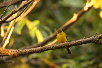 The citrine canary-flycatcher (Culicicapa helianthea) is a species of bird in the family Stenostiridae. This photo was taken in Sulaesi island, Indonesia.