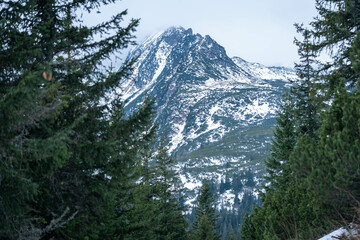 Snowy Mountain Peak Framed by Pine Trees in Winter Forest