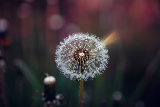 Dandelion seed head with water droplets on a blurred background close up view