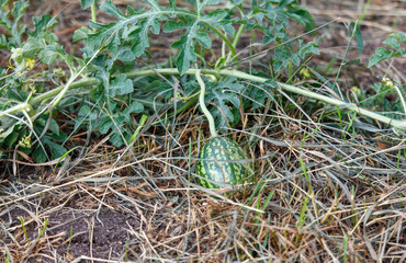 A small green plant with a small green fruit on it