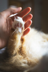 A close-up of a domestic cat's paw that has no fur wiped off, pink pads.