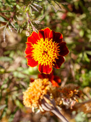 A close up of a red and yellow flower with a yellow center