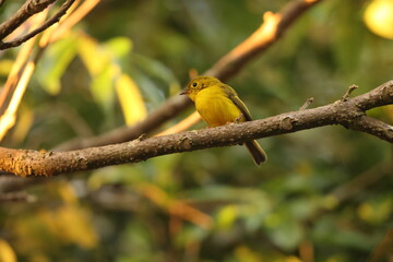 The citrine canary-flycatcher (Culicicapa helianthea) is a species of bird in the family Stenostiridae. This photo was taken in Sulaesi island, Indonesia.