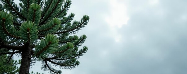 Obraz premium Branches of pine tree against a gray cloudy sky, gray, landscape
