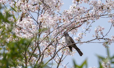 満開の桜と可愛い野鳥