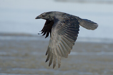 A Common Raven (Corvus corax) flies along an Alaskan beach during the winter time.