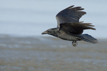 A Common Raven (Corvus corax) flies along an Alaskan beach during the winter time.