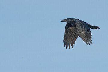 A Common Raven (Corvus corax) flies along an Alaskan beach during the winter time.