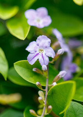 A purple flower with a white center is surrounded by green leaves