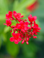A bunch of red flowers with green leaves