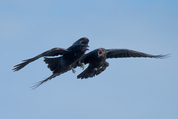 A pair of Common Ravens (Corvus corax) fight for food in flight along an Alaskan beach during the winter time.