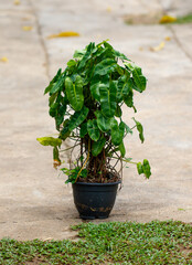 A small plant is sitting in a black pot on a concrete sidewalk