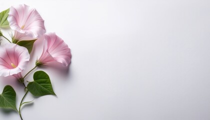 Fototapeta premium Bindweed