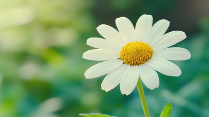 Fototapeta premium White daisy blooming in soft natural light