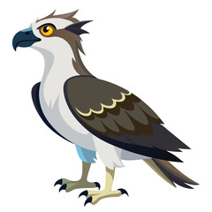 unique Ospreys bird isolated on white background