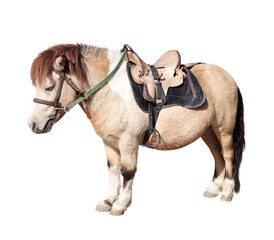 Cute pony with a bridle and saddle. Beautiful piebald little horse pony. Isolated of white...