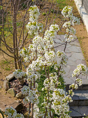 Blossoms of pear tree in spring time.