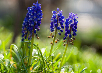 Muscari flowers in garden.spring time.