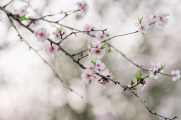 Obraz premium A serene close-up of delicate pink and white cherry blossoms blooming on a branch, captured in soft, natural light. The background is beautifully blurred with a bokeh effect