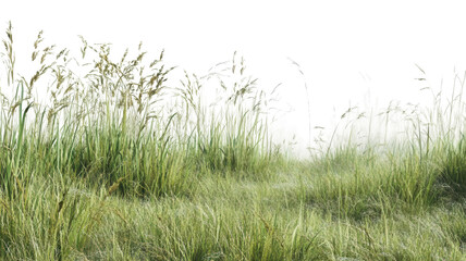 Fototapeta premium Tall Wild Grass on Green Plain Realistic Detail Transparent Background