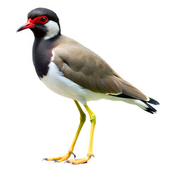 Red wattled lapwing standing in a studio setting isolated on transparent background