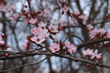 
blooming tree branch. Pink tree blossom