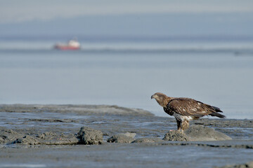 An immature Bald Eagle scavenges food on the Alaska coastline.